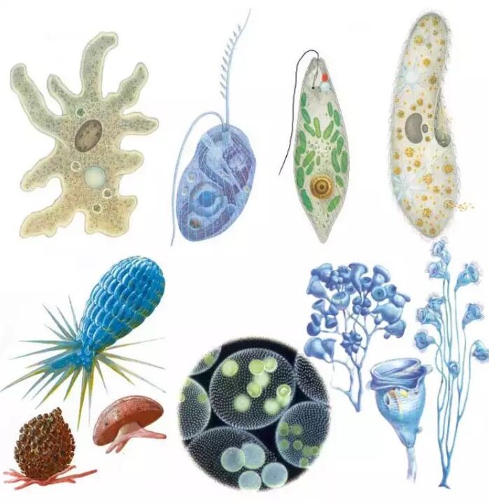 Parasites belong to the kingdom Protozoa, where there are more than fifteen thousand species. 